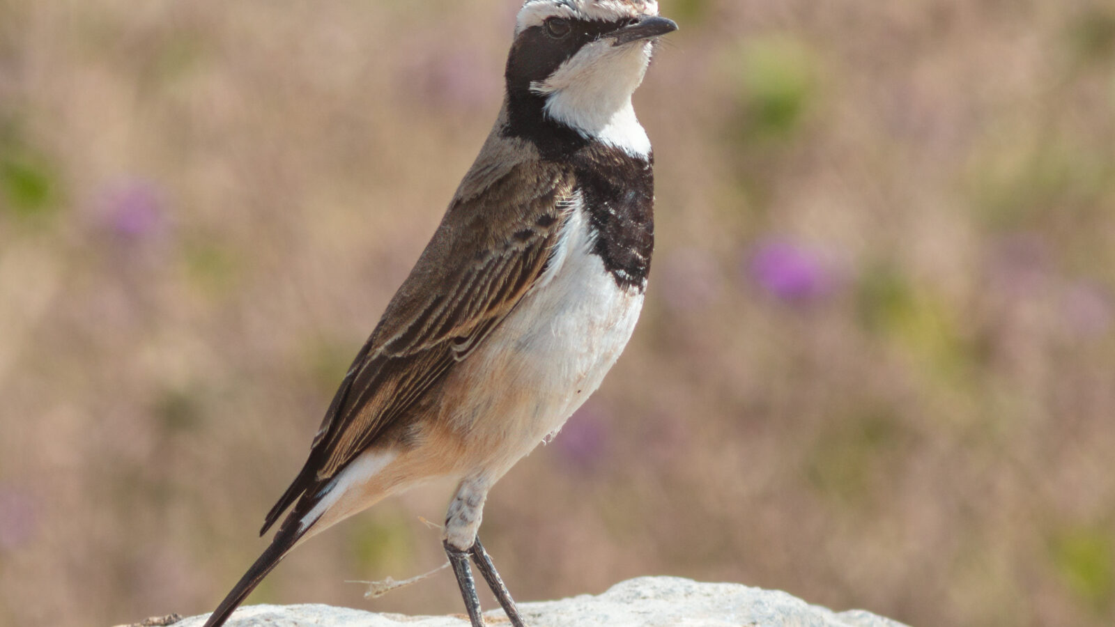 Capped Wheatear