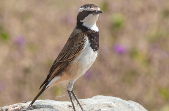 Capped Wheatear