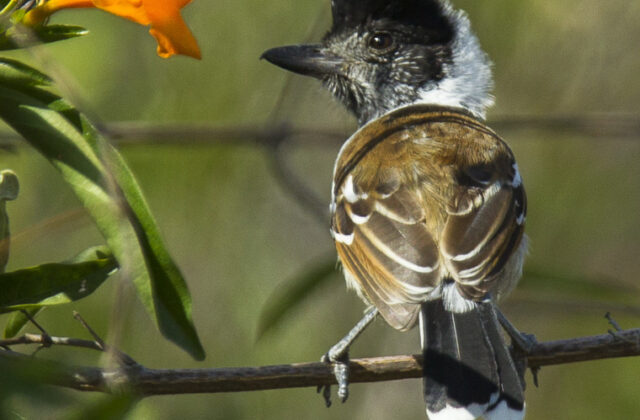 Collared Antshrike