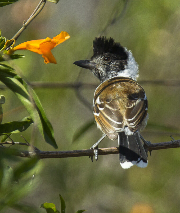 Collared Antshrike