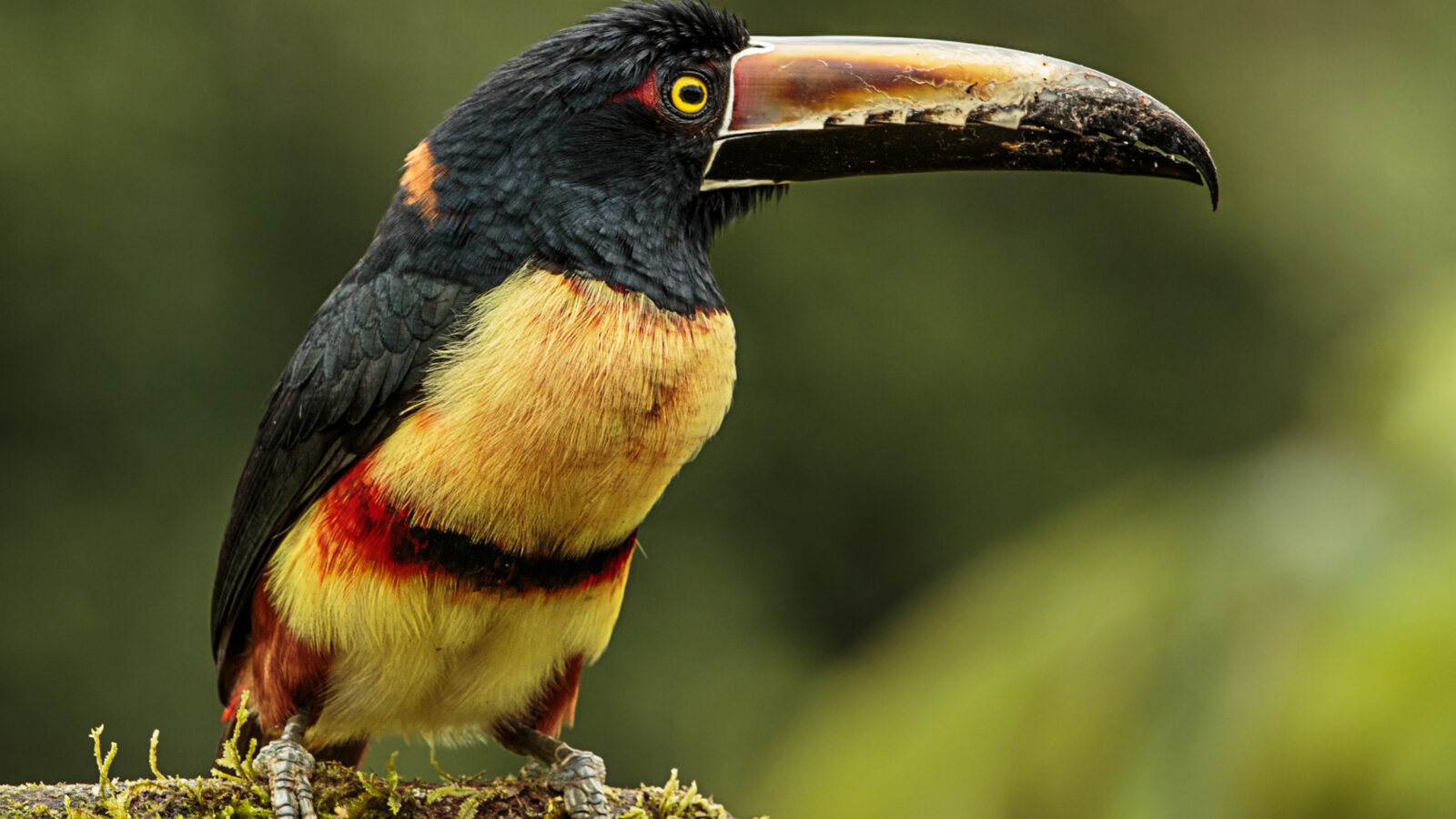 Collared Aracari