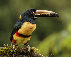 Collared Aracari