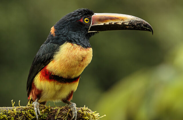 Collared Aracari