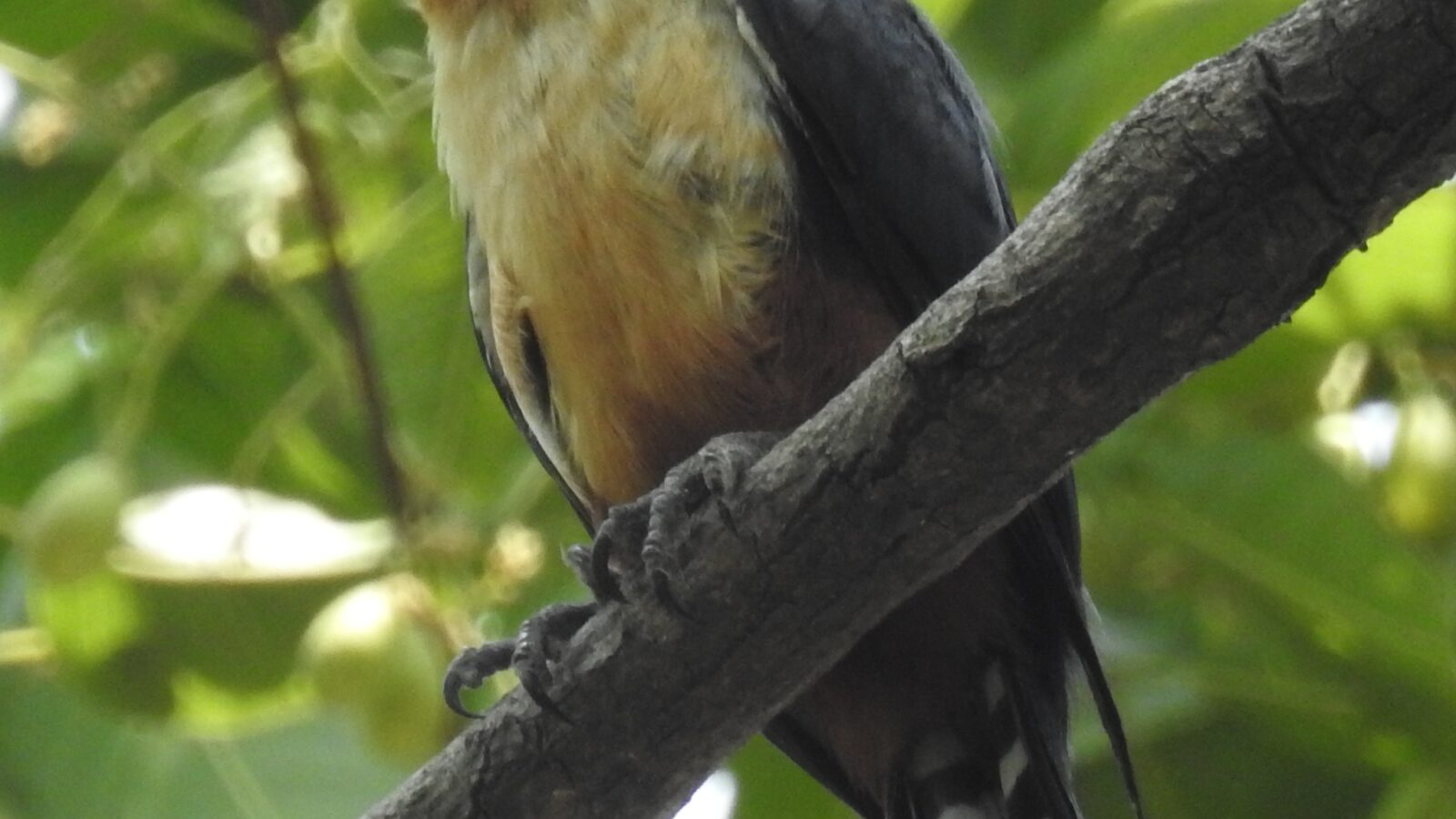 Collared Falconet