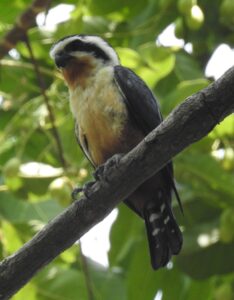 Collared Falconet
