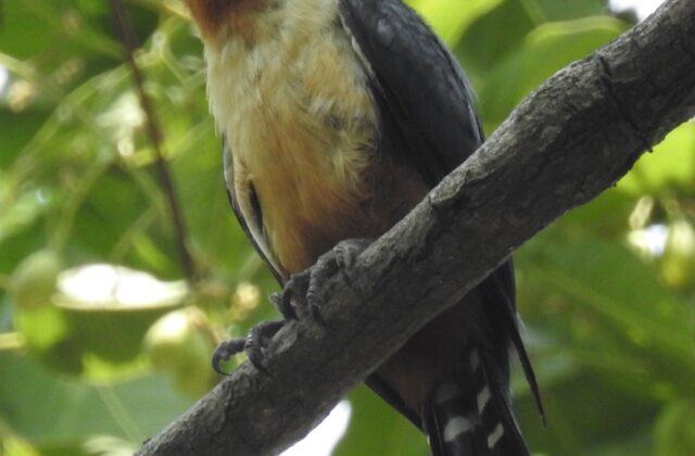 Collared Falconet
