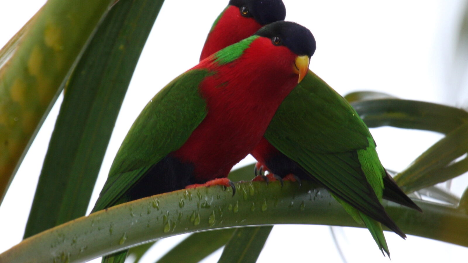 Collared Lory