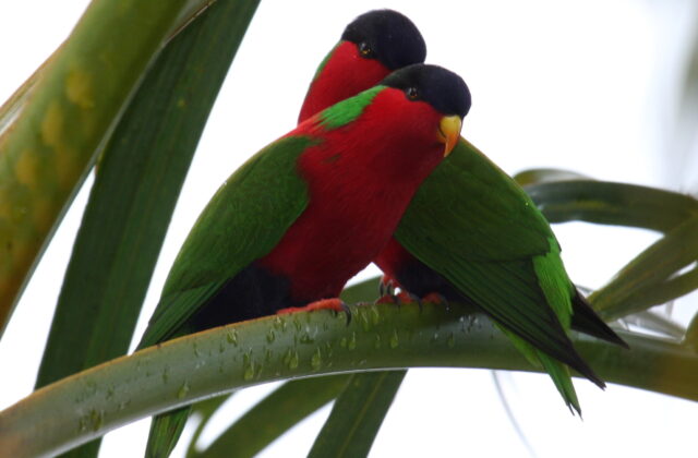 Collared Lory