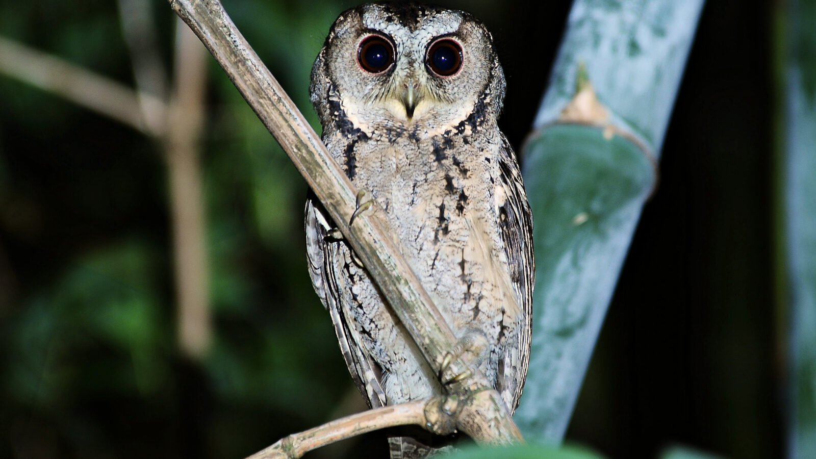 Collared Scops Owl