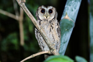 Collared Scops Owl