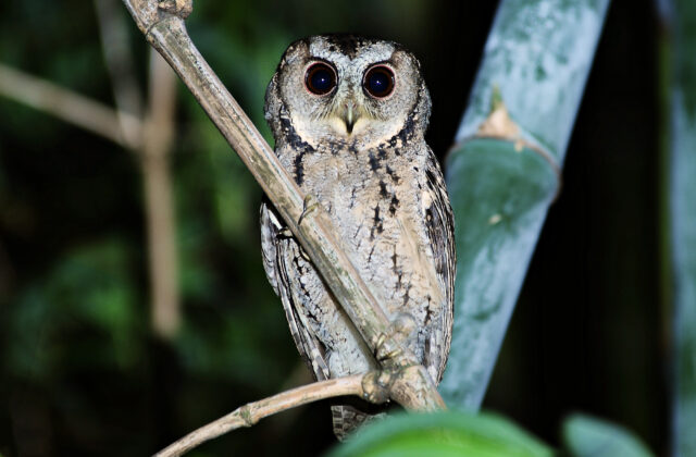 Collared Scops Owl