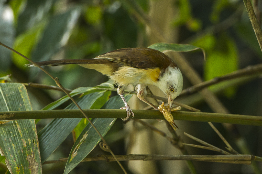 Collared Babbler