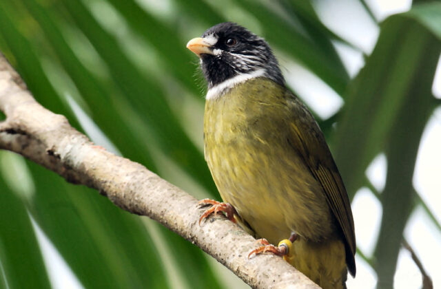 Collared Finchbill
