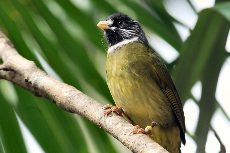 Collared Finchbill