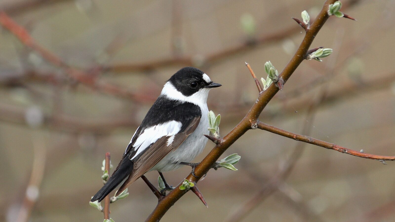 Collared Flycatcher