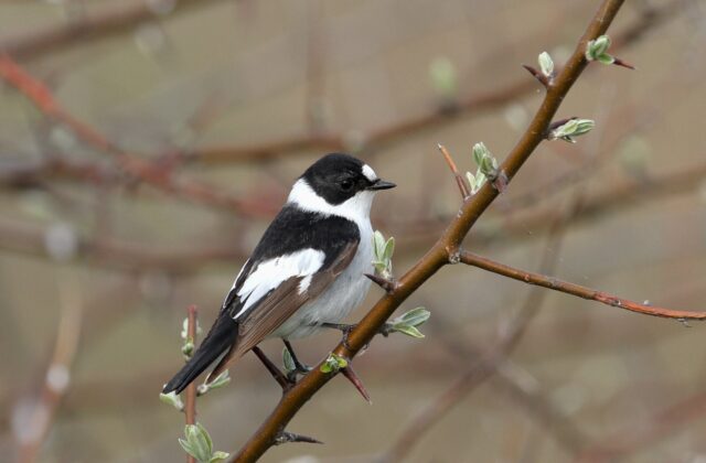 Collared Flycatcher