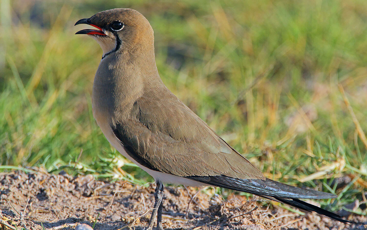 Collared Pratincole