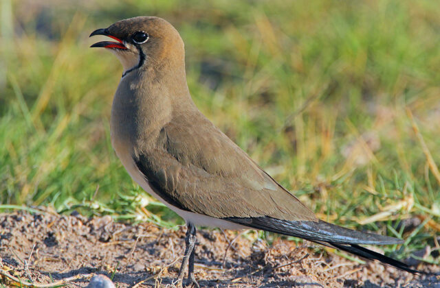 Collared Pratincole