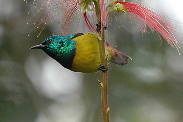 Collared Sunbird