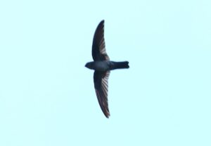 Grey-rumped Swiftlet