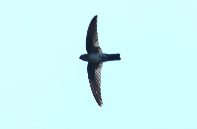 Grey-rumped Swiftlet