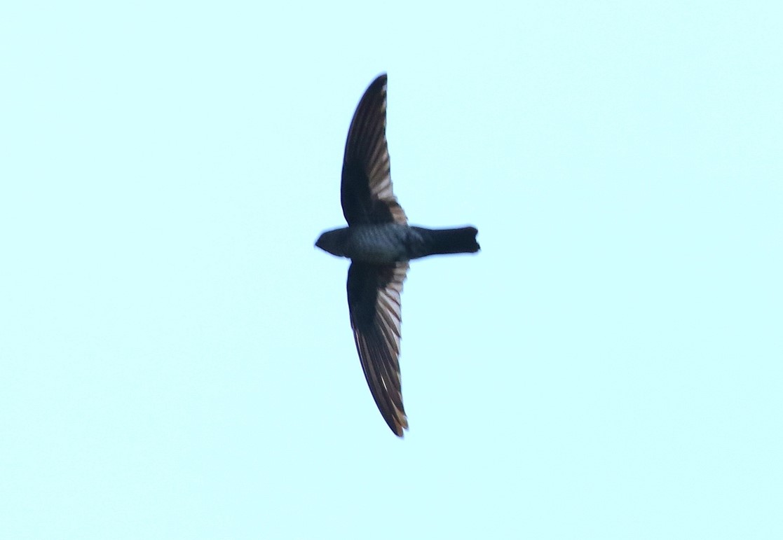 Grey-rumped Swiftlet