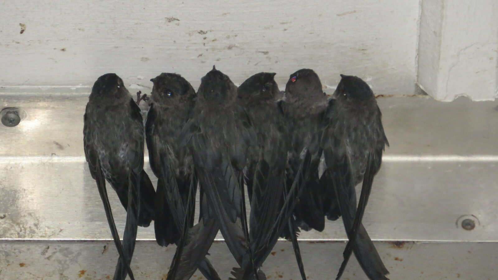 Christmas Swiftlet