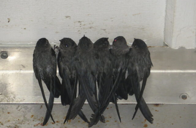 Christmas Swiftlet