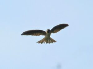 Drab Swiftlet