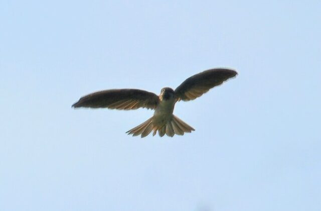 Drab Swiftlet