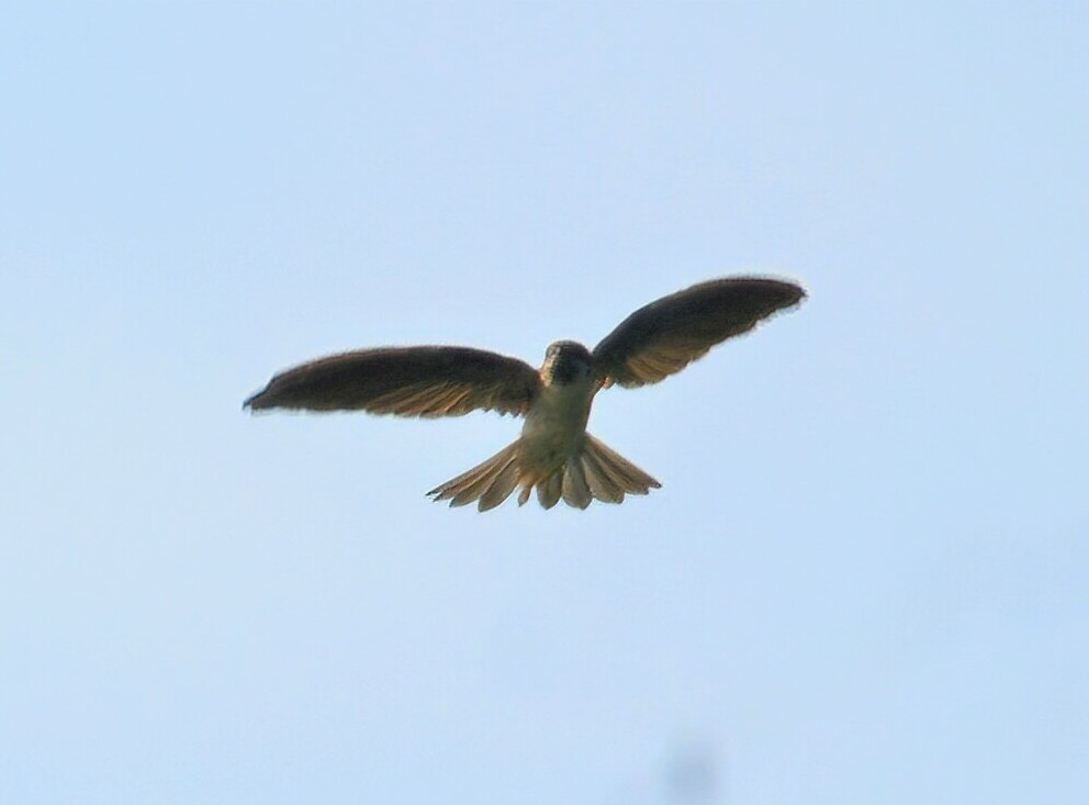 Drab Swiftlet