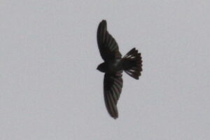 Tenggara Swiftlet