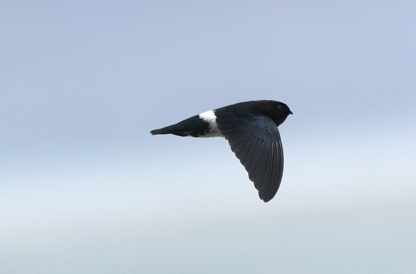 Satin Swiftlet