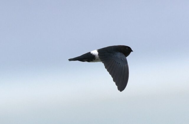 Satin Swiftlet
