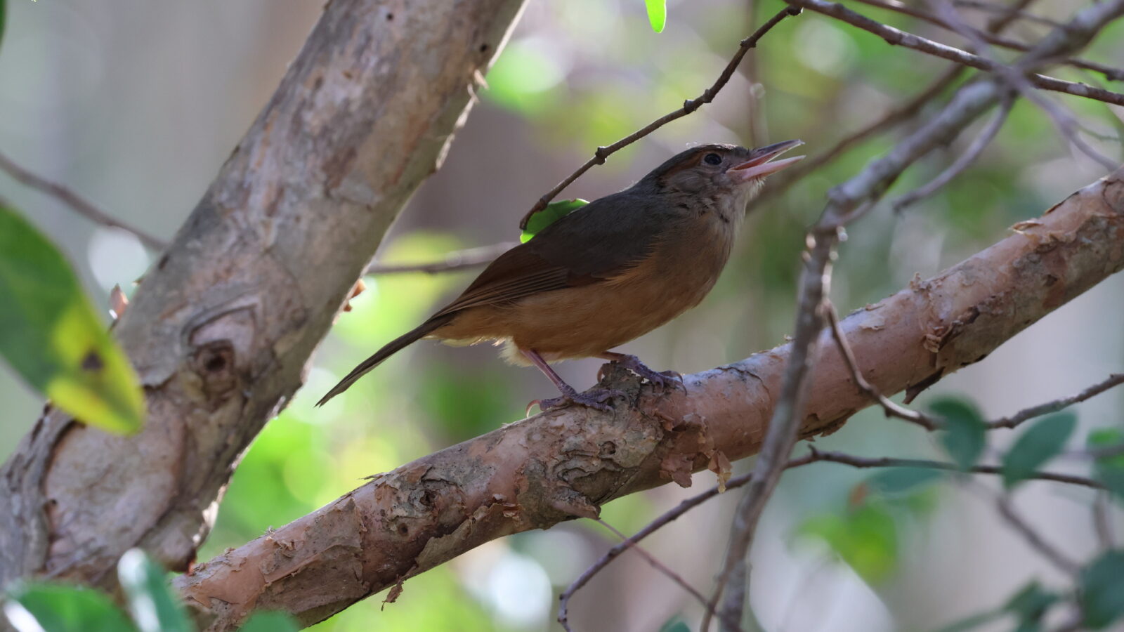 Little Shrikethrush