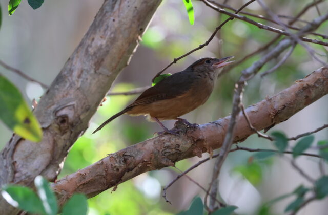 Little Shrikethrush