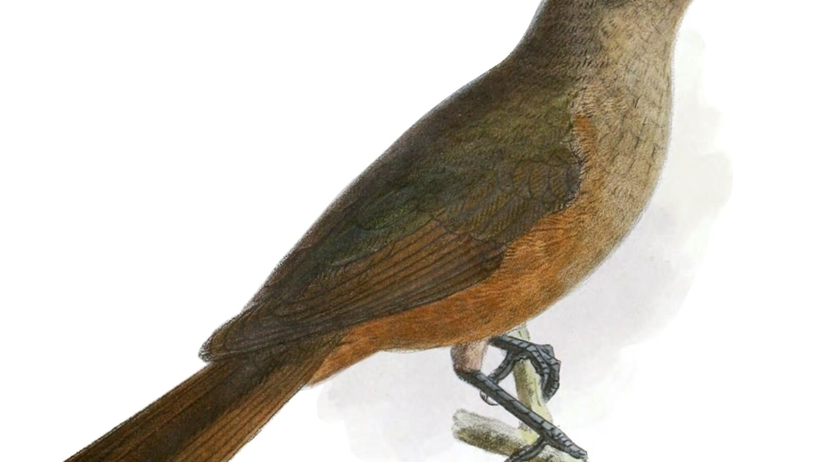 Sandstone Shrikethrush