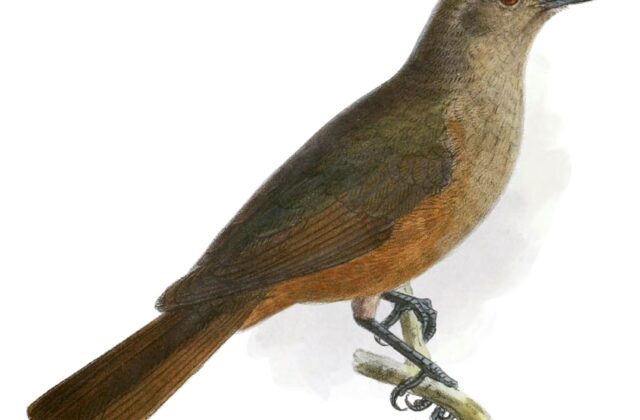 Sandstone Shrikethrush