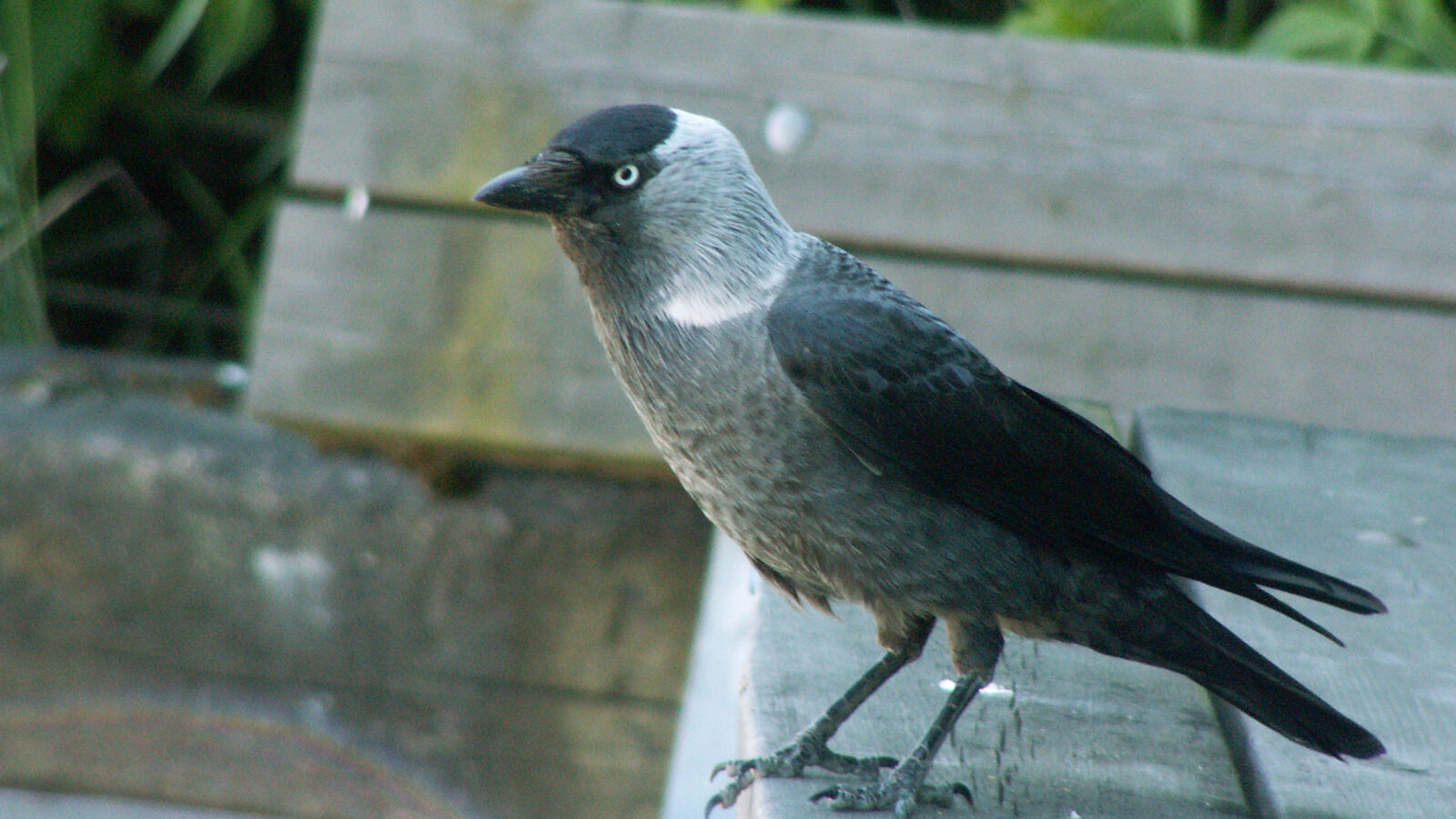 Western Jackdaw