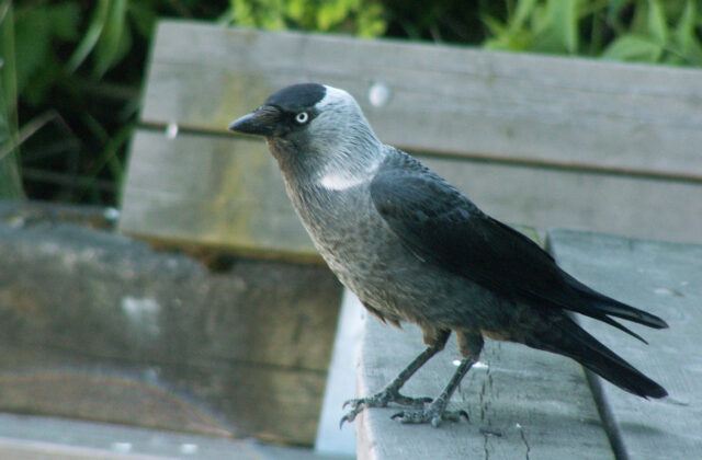 Western Jackdaw