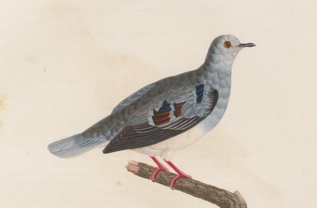 Purple-winged Ground Dove