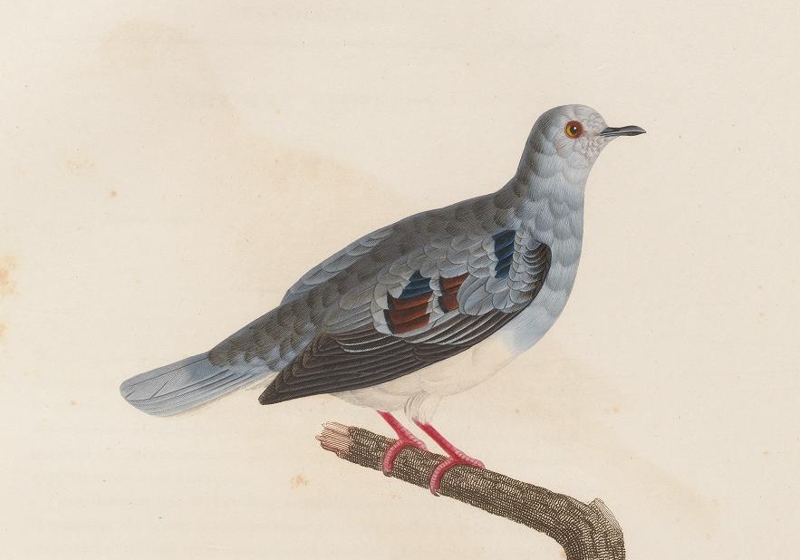 Purple-winged Ground Dove