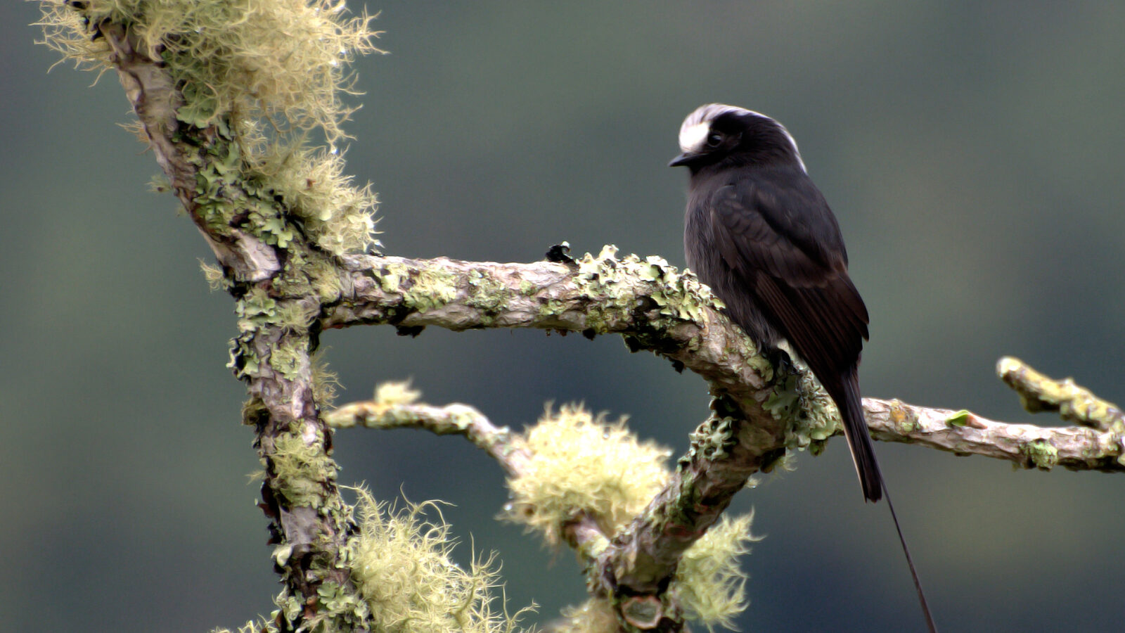 Long-tailed Tyrant
