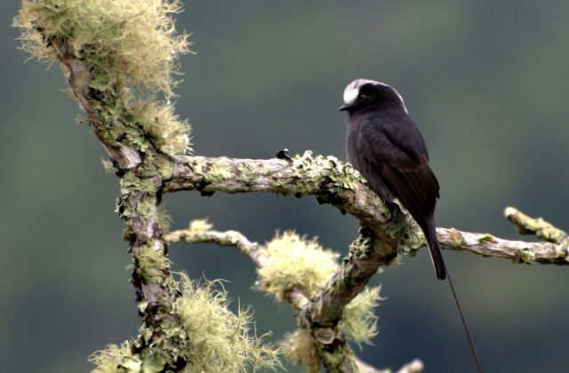 Long-tailed Tyrant