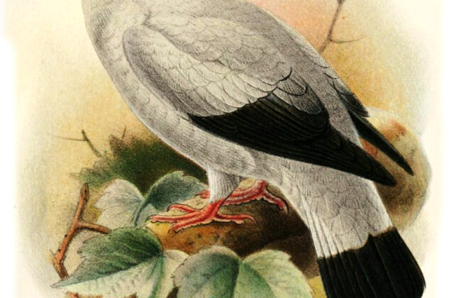 Silvery Pigeon
