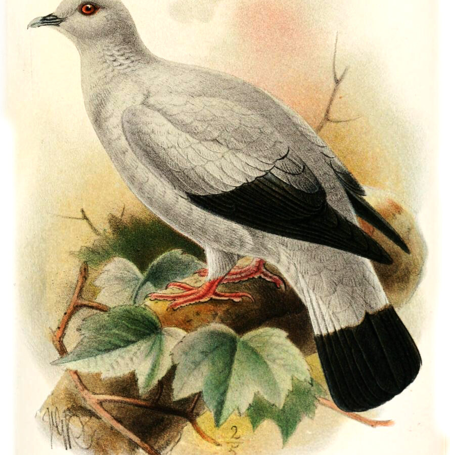 Silvery Pigeon