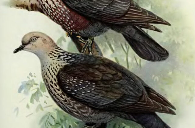 Speckled Wood Pigeon