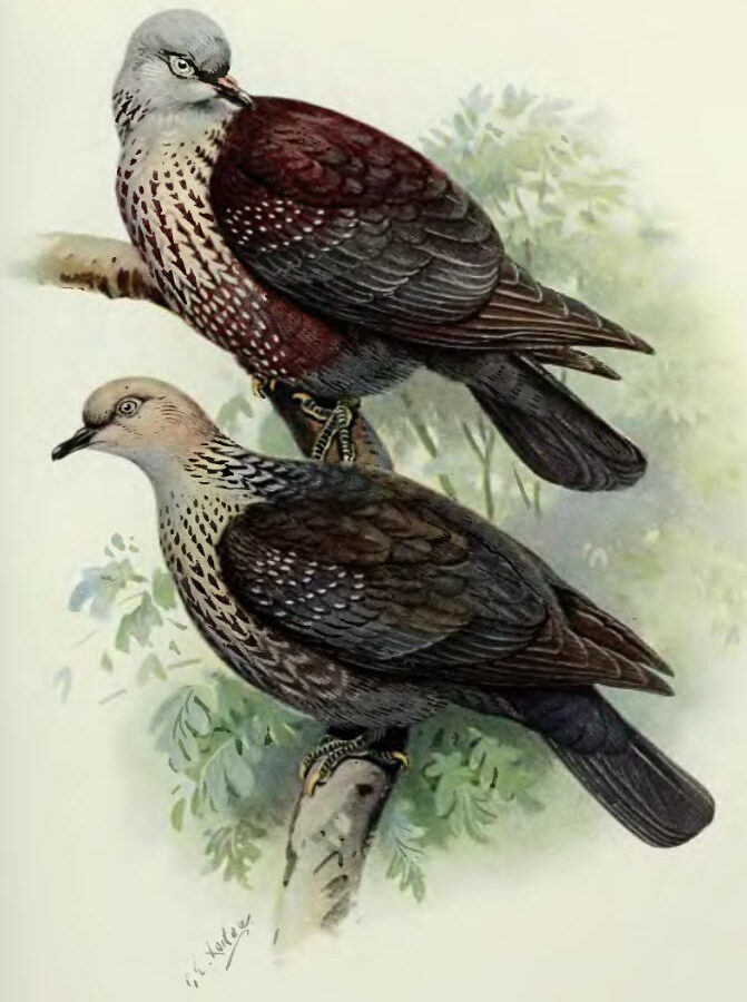 Speckled Wood Pigeon