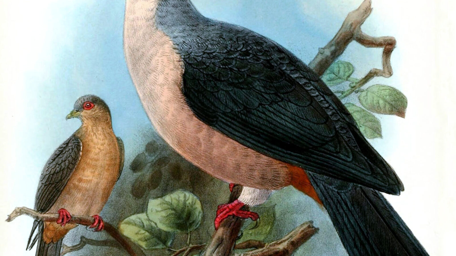 Buru Mountain Pigeon