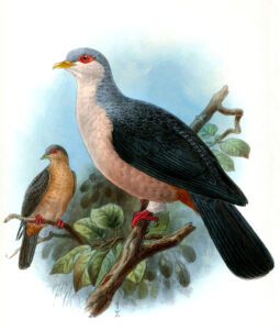 Buru Mountain Pigeon